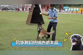 警犬“汪汪队”岗位职责有哪些？警犬小课堂告诉你图片