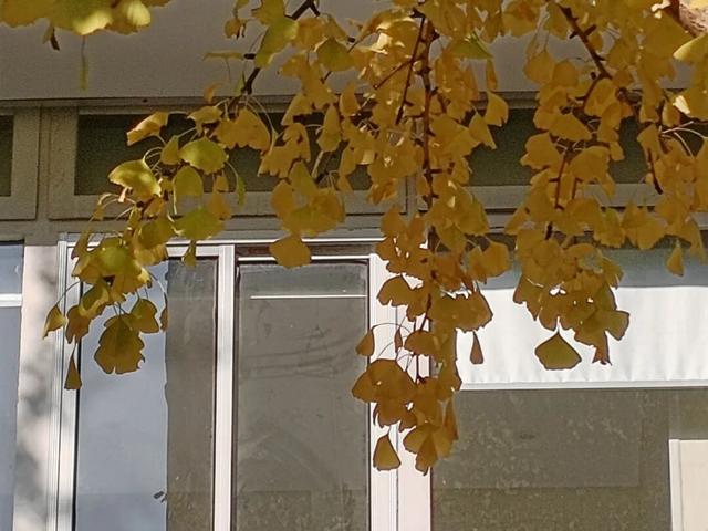 银杏渐黄，黄金城道即将进入“观赏季”→