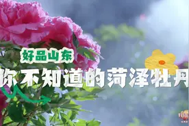 菏泽牡丹：“一朵花”的跨界之旅，从“富贵之花”到“富民之花”，牡丹已走入寻常百姓家图片