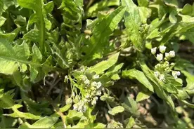 荠菜花开也清香图片