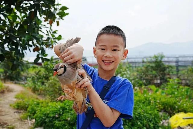 IP市集、鹧鸪宴、乡村寻味！来赶一场最有味的“圩”