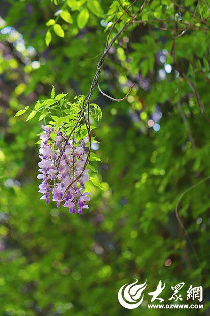 一城紫韵漫长廊！滨州紫藤花隧道迎来赏花季