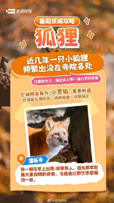 北京网红动物大盘点