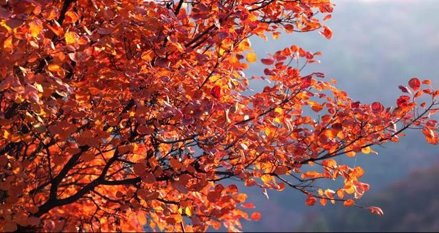 站前广场新盖一座小亭子，秋日出游更丝滑～