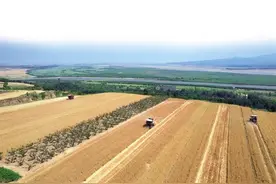 “关中第一镰”在潼关开镰图片