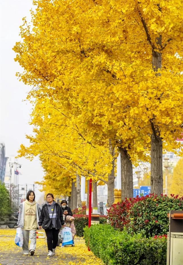 锦绣定州丨五彩铺陈画卷，一念倾心！