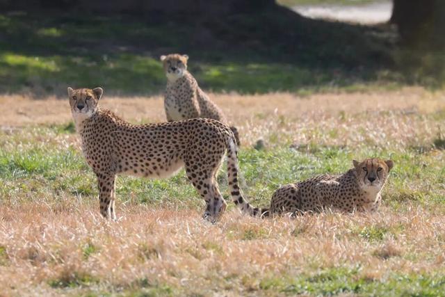 上野大熊猫百日庆邀你免费游园！