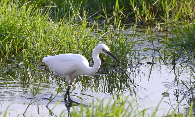 写点生活｜湘湖鹭影