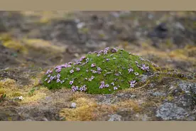 研究发现：北极冻土带成为二氧化碳净排放源图片