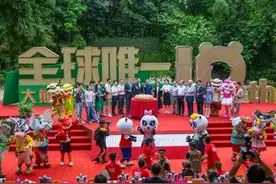 全球唯一大熊猫三胞胎10周岁，“萌帅酷”喜获两项吉尼斯世界纪录图片