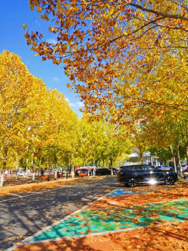 这里红叶进入“巅峰”，抓紧时间，真的会落！