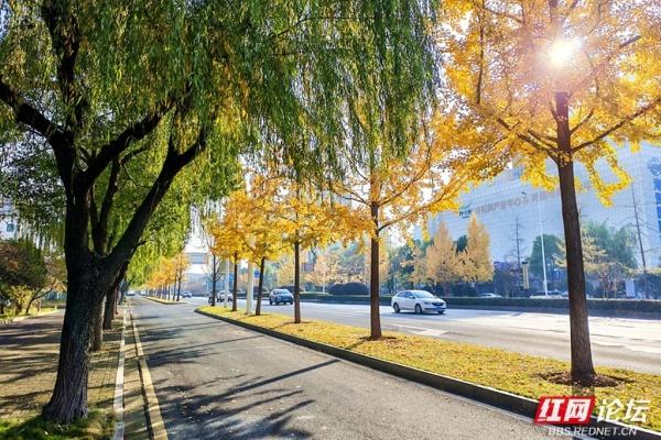金色长廊！常德柳叶大道迎最佳观赏期