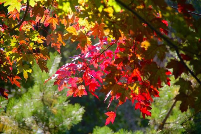 登高望远 敬老思亲 九九重阳 喜乐安康