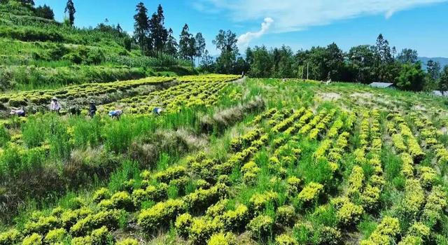 锦绣天府·安逸四川｜厚植生态本底赋能康养之廊
