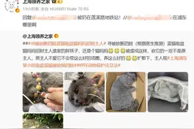 上海一蓝猫疑遭虐待被砍断四肢，派出所：正在调查图片
