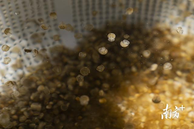 为 “活化石” 撑起保护伞，中华鲎保护方案走向世界