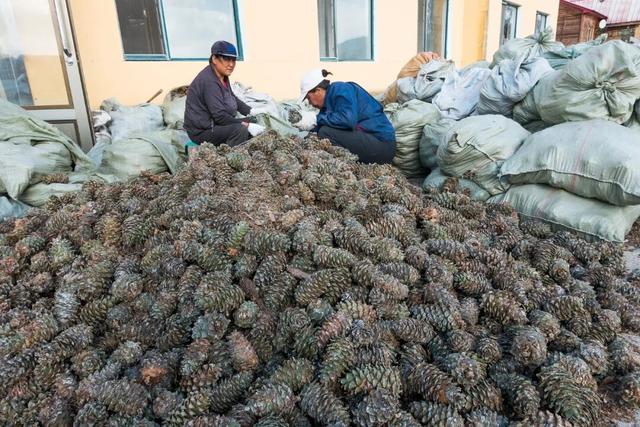 在这座东北小城，被顶级秋景暴击