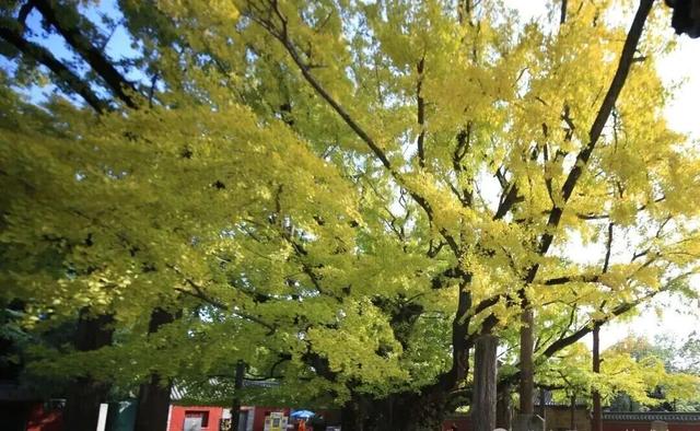 浮来山银杏树，即将迎来最佳观赏期！就自周末起！