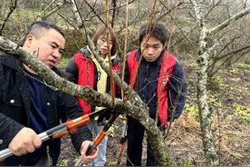 施秉县双井镇：冬季剪枝忙 来年保丰收图片