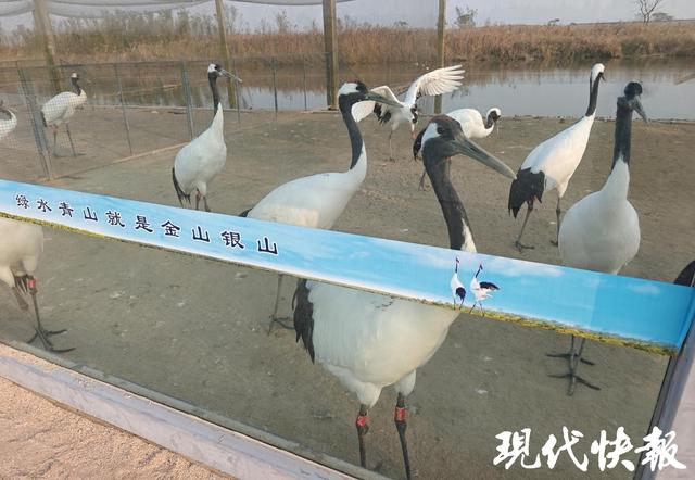 中美青少年相聚江苏盐城，以鹤为媒与世界对话