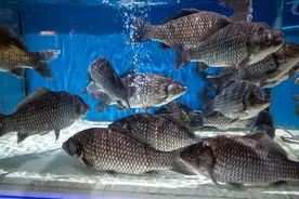 开渔季！海鲜怎么挑？咋吃更健康？喜欢海鲜的人看这篇→图片