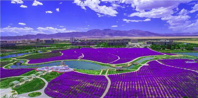 【文旅新地标】紫金花海丨紫色花海观光区