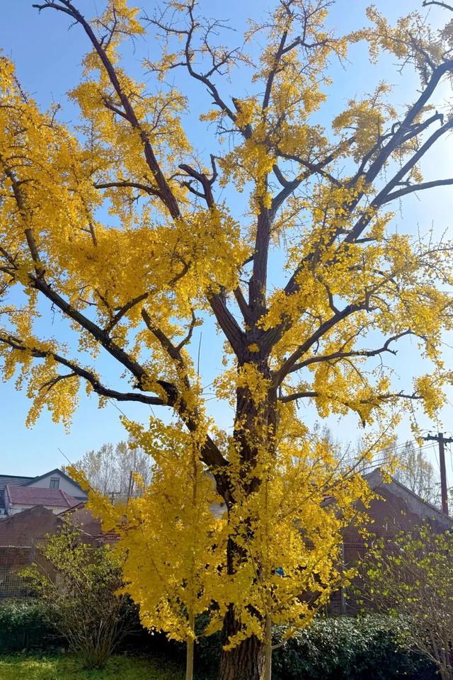 金山这些地方“含金量”满满，再不去等明年…