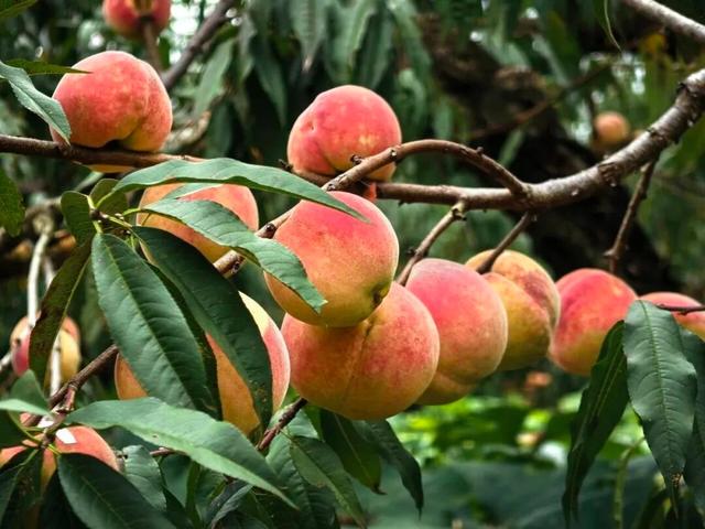 熟了熟了！周末走起！昆明采摘地图“上新”，速来eat→