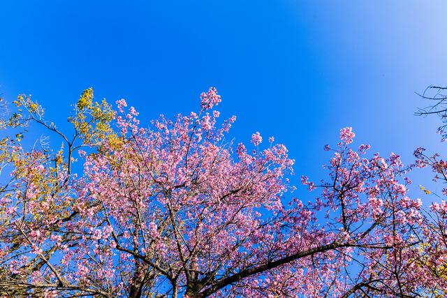 昆明冬樱花粉艳花簇缀满枝头