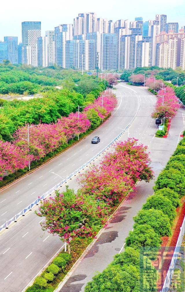 粉了粉了！让南宁街头这些“梦幻棉花糖”承包你的少女心→