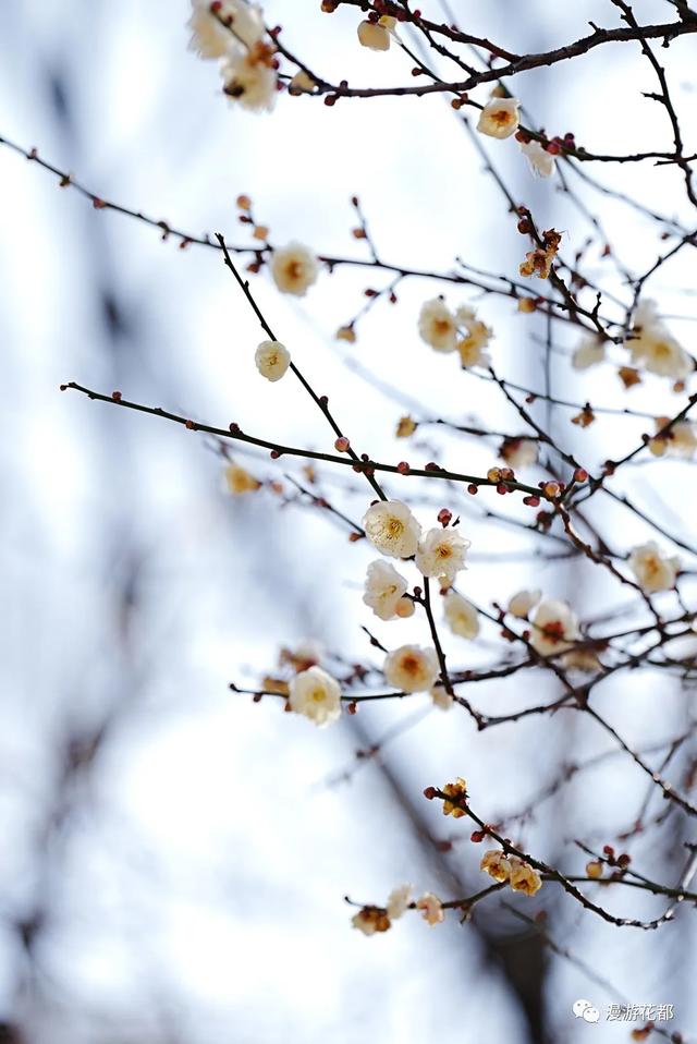 冬樱花、梅花、郁金香、虞美人......昆明最全赏花攻略请查收