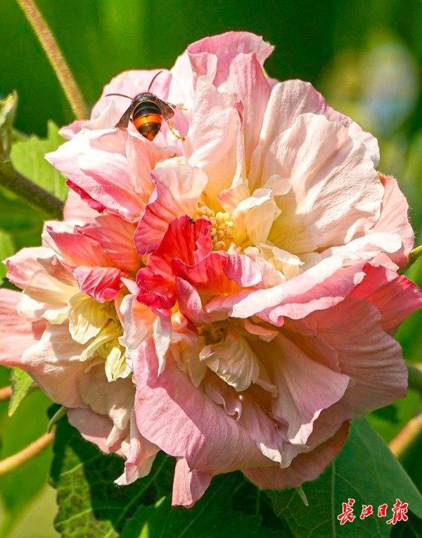 花色一日三变，武汉73座公园可赏木芙蓉