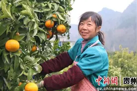 贵州沿河：织好产业经纬网 绣出发展新画卷图片