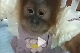 猩猩幼崽“穿衣扎辫”引热议，园方称为保暖好看 专家提醒：或干扰自身温度调节，不利于动物图片