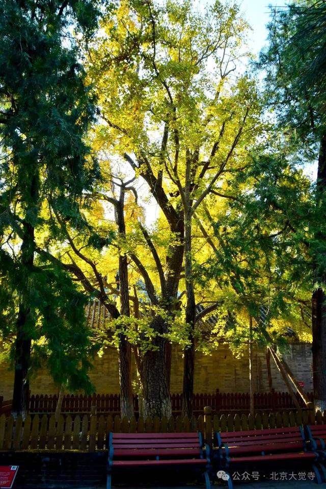 金色瀑布！北京这些千年古银杏正在最佳观赏期！