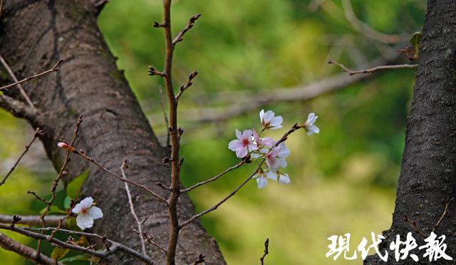 南京鸡鸣寺路樱花11月“反季”绽放，网友：春天来了？