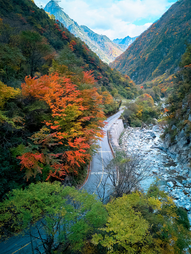 青睐绵阳 ‖ 红透了！周末去平武，沿着“百里彩林走廊”看一场雪山彩林“大片”~