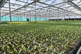 荆州区：大棚育苗绿意浓 科技赋能春耕忙图片
