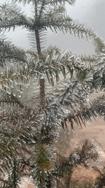 福建雨凇美景上线