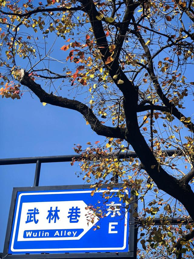 晚潮｜乌桕染秋路　霜叶读杭城