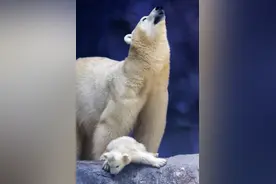 （外代二线）圣保罗的北极熊图片
