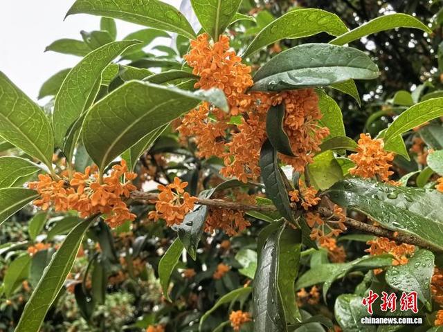 桂花香满桂林城