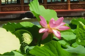 盛夏荷香浓！济南大明湖荷花率先开启“颜值暴击”图片