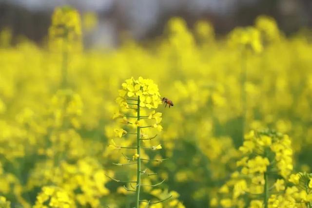 春天追花，冬日摘柚，这个小城是懂浪漫的！