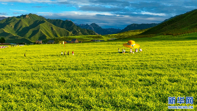 甘肃张掖：油菜花开扁都口