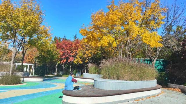 市民身边的多彩乐园，岛城口袋公园进入最美季节