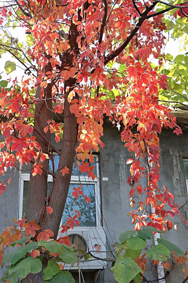 新视界｜静谧而美丽！济南的秋天美景欣赏