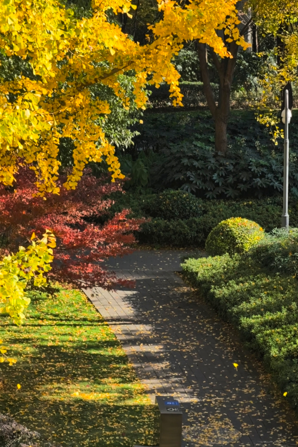 静安“银杏车站”迎来最美时刻！满眼的金色浪漫……（附全区银杏打卡点位）
