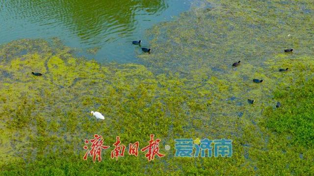 一年四季 泉在济南丨睦里闸迎来“贵客” 上百只白骨顶鸡栖息觅食成生态美景