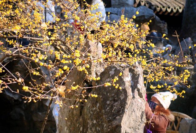 江苏苏州：狮子林蜡梅飘香引客来